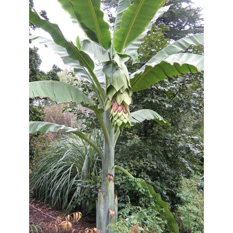 Ensete glaucum
