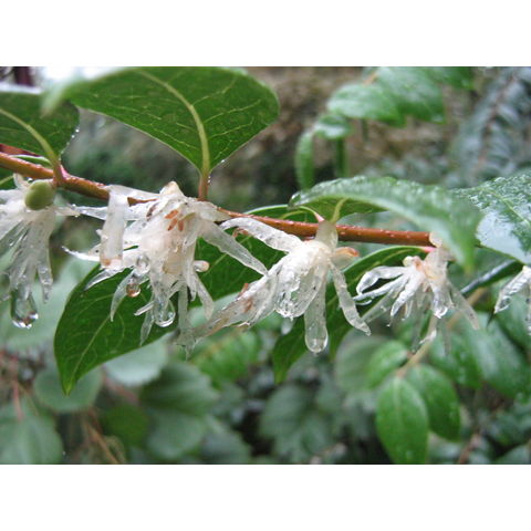 Chimonanthus nitens
