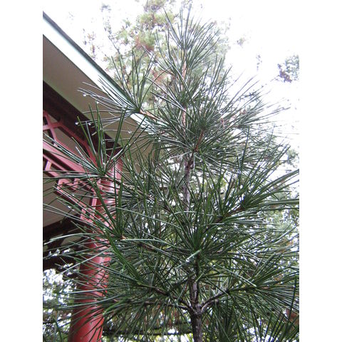 Sciadopitys umbellata