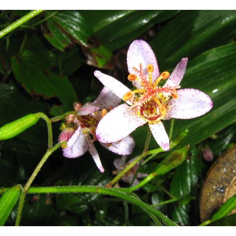 Tricyrtis sp.