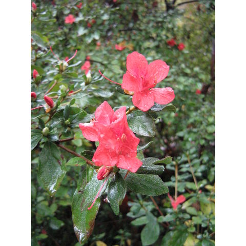 Rhododendrum kaempferi 'Dorset'