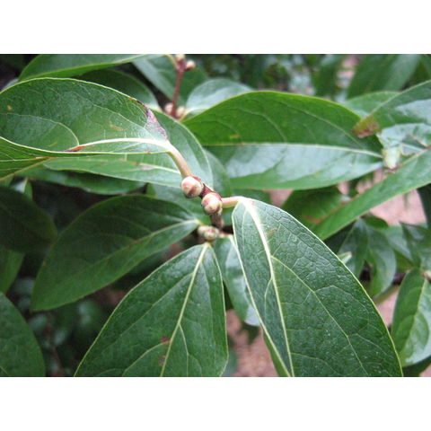 Chimonanthus praecox