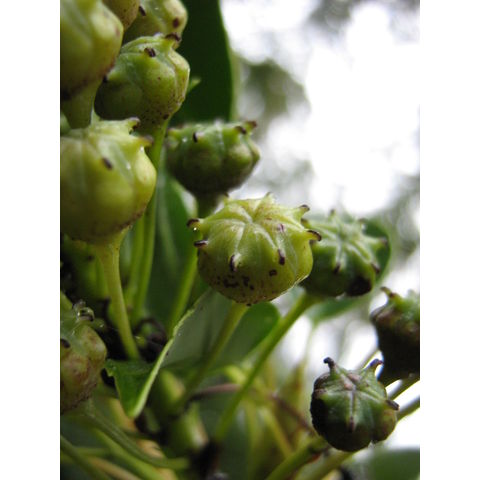 Trochodendron aralioides