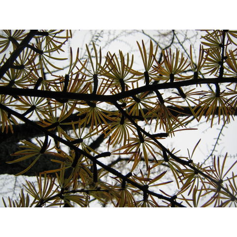 Pseudolarix amabilis