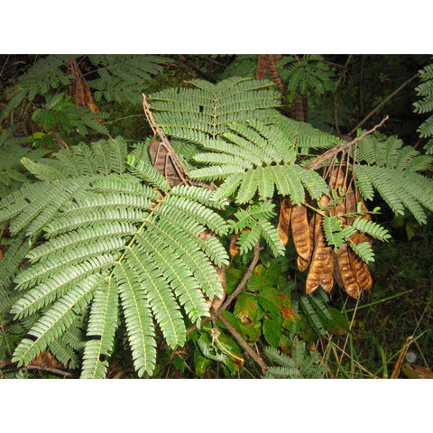 Albizia julibrissin