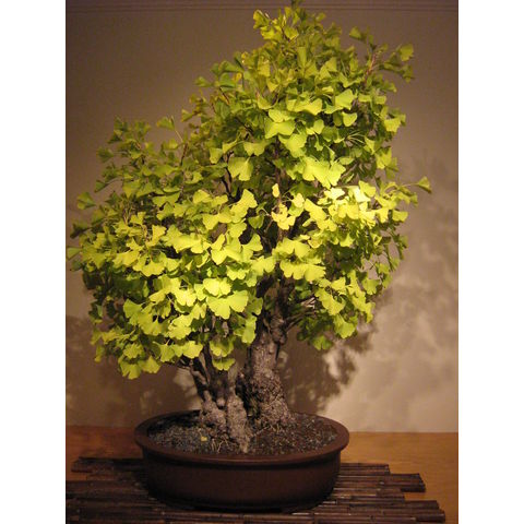 Ginkgo biloba