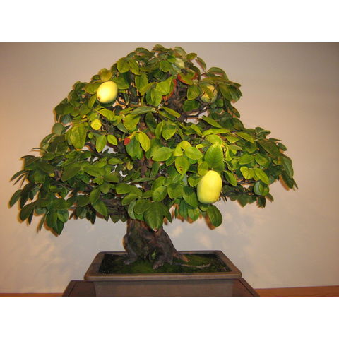 Pseudocydonia sinensis