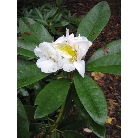 Rhododendron sp.