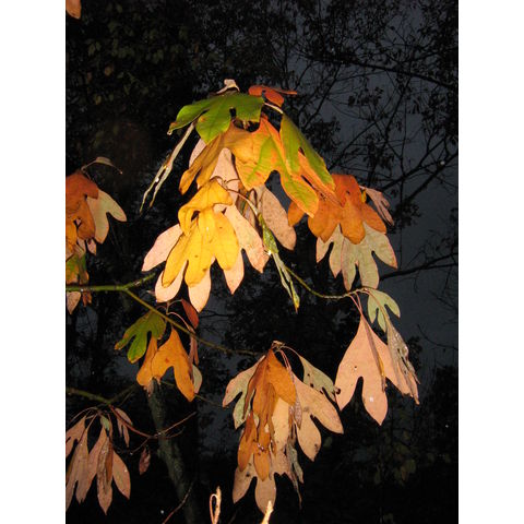 Sassafras albidum