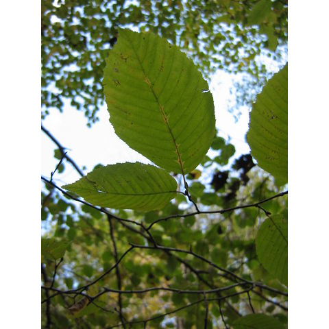 Carpinus caroliniana