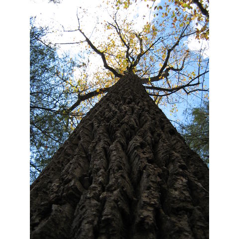 Liriodendron tulipifera