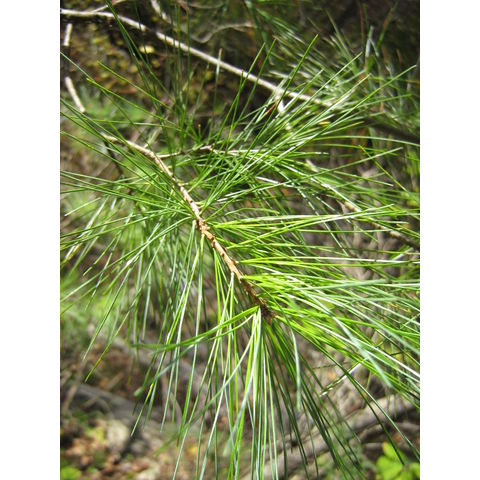 Pinus strobus