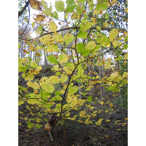 Hamamelis virginiana