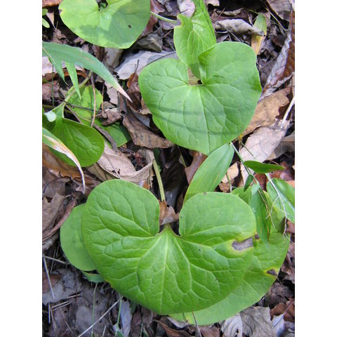 Asarum canadense