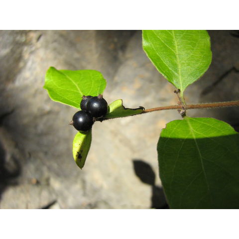 Lonicera sp.