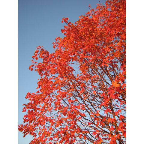 Acer rubrum