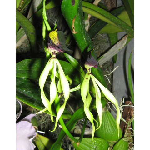 Encyclia cochleata