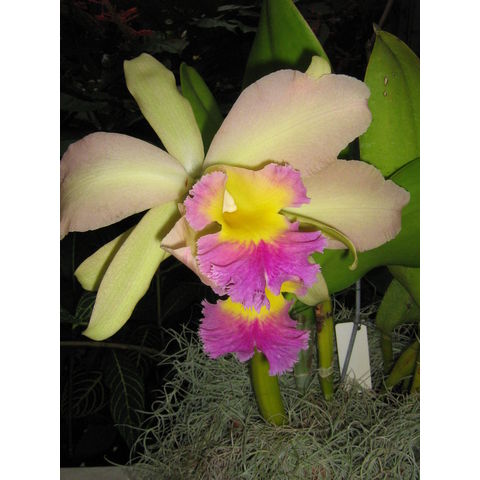 x Brasolaeliocattleya