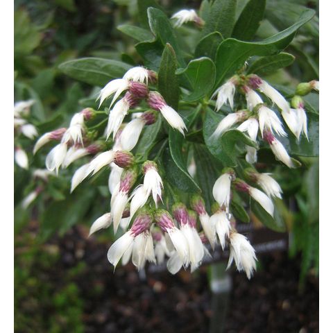 Caccharis oleifolia 'Orient Point'