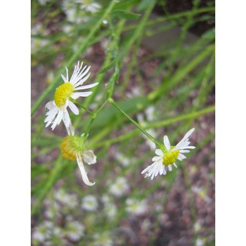 Boltonia asteroides