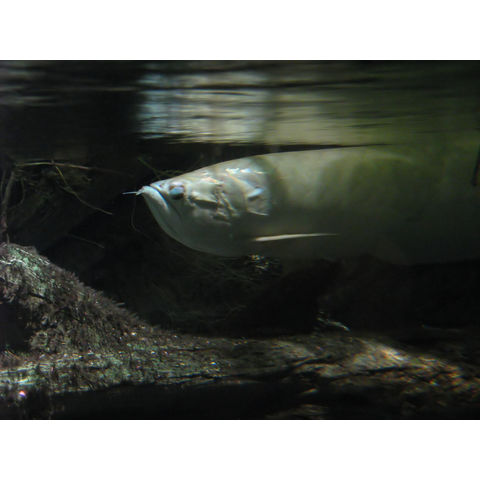 Osteoglossum bicirrhosum