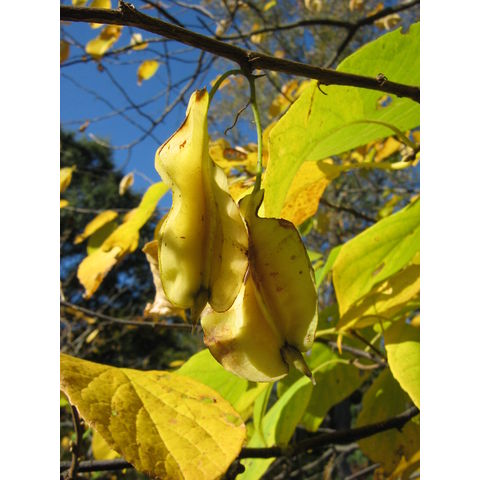 Halesia diptera var. magniflora