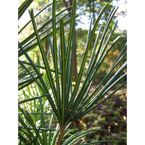 Sciadopitys verticillata cv. aurea