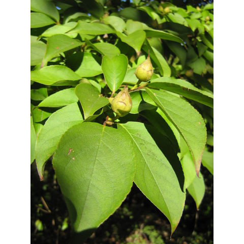 Stewartia sinensis