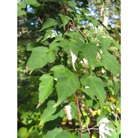 Acer crataegifolium 'Veitchii'