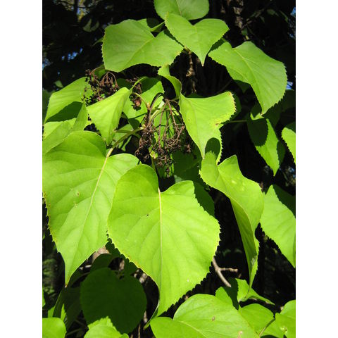 Schizophragma hydrangeoides 'Moonlight'