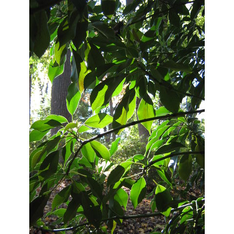 Trochodendron aralioides