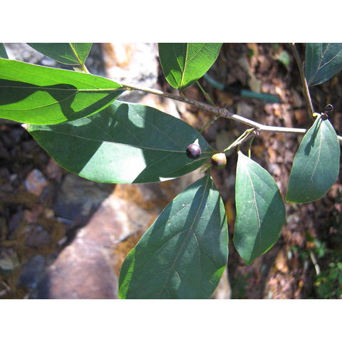 Lindera glauca