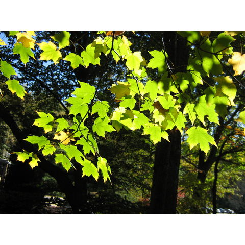 Acer saccarum subsp. leucoderme