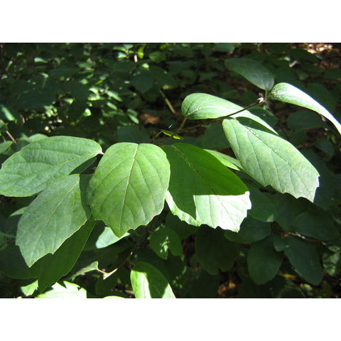 Fotergilla gardenii 'Blue Mist'