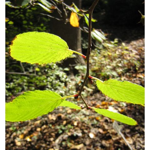 Corylopsis sinensis var. veitchiana