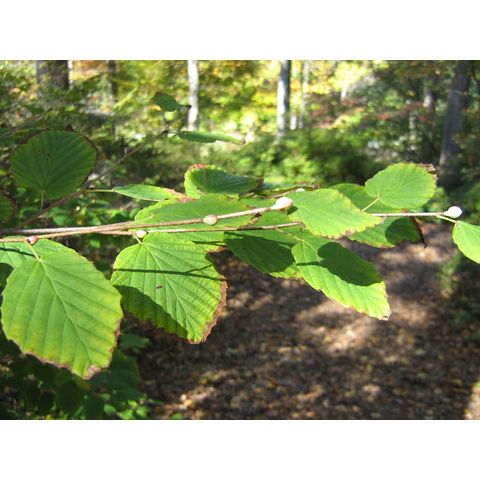 Corylopsis pauciflora