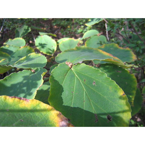 Hamamelis mollis