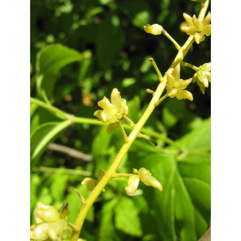 Xanthorhiza simplicissima