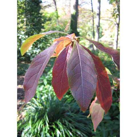 Franklinia alatamaha