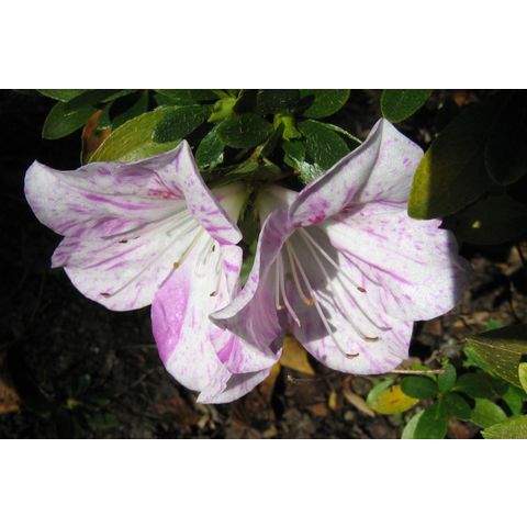 Rhododendron 'Ai no tsuki'