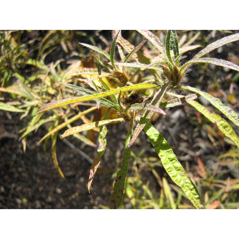 Rhododendron stenopetalum 'Linearifolium'
