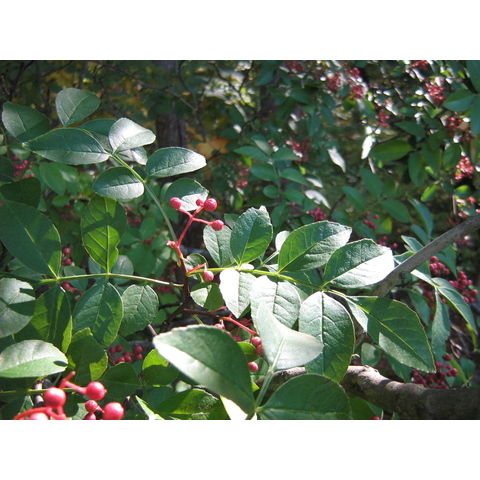 Zanthoxylum coreanum