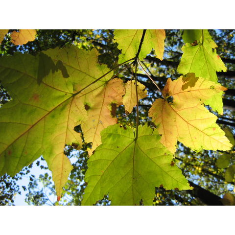 Acer rubrum