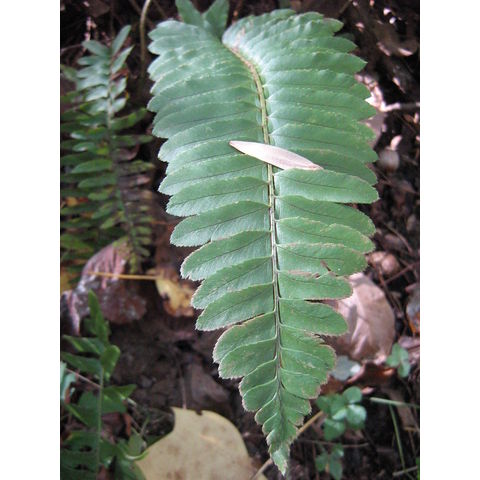 Polystichum acrostichoides