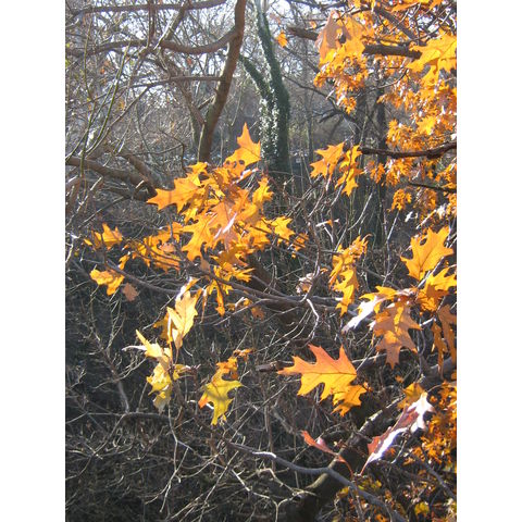 Quercus rubra
