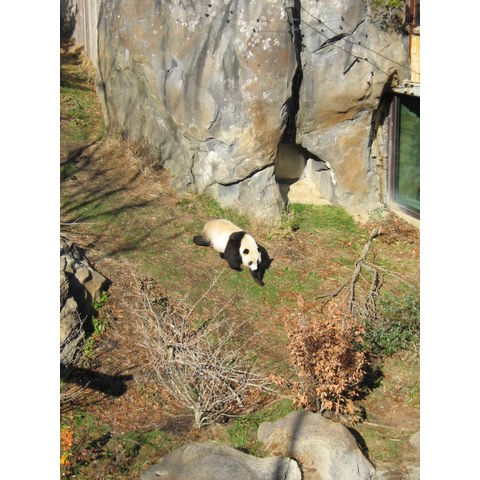 National Zoological Park, Ailuropoda melanoleuca
