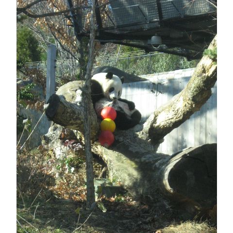 National Zoological Park, Ailuropoda melanoleuca
