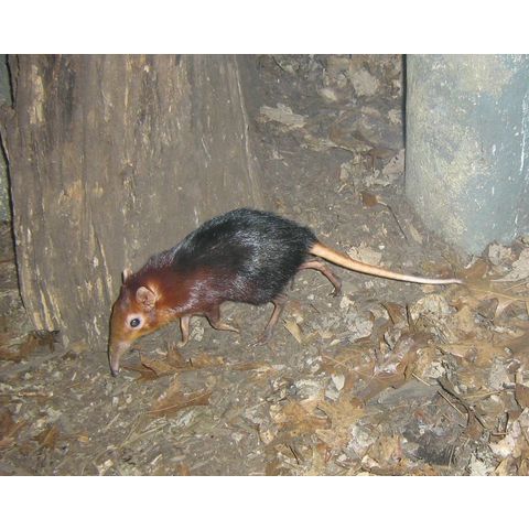 NZP, Rhynchocyon cirnei
