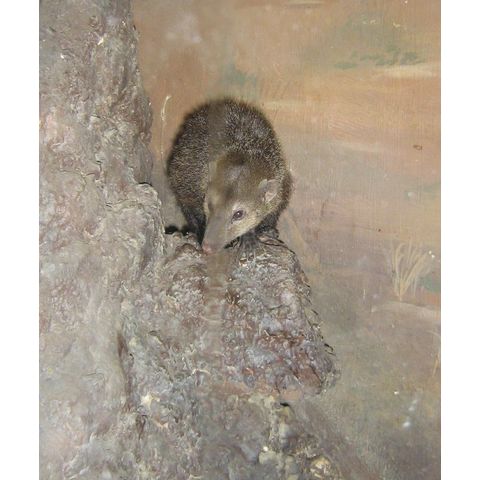 NZP, Crossarchus obscurus (Kusimanse)
