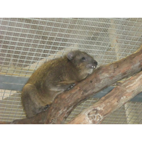 NZP, Heterohyrax brucei

